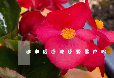 逾期后还款还算黑户吗