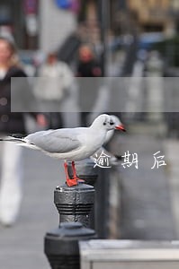 逾期后还清了能不能分期买手机 逾期后还清了能不能分期买手机
