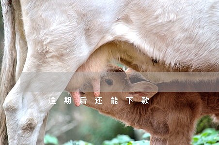 逾期后还能下款 逾期后还能下款