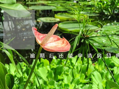 逾期后还能申请房贷吗 逾期后还能申请房贷吗