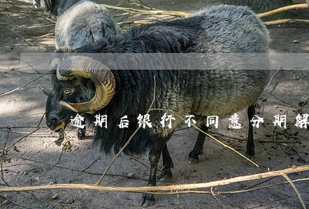 逾期后银行不同意分期解决怎么办 逾期后银行不同意分期解决怎么办