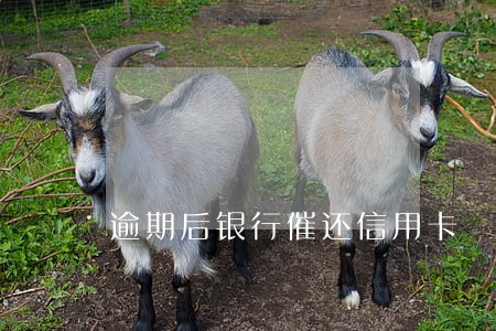 逾期后银行催还信用卡 逾期后银行催还信用卡