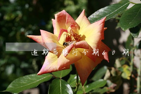 逾期后银行分期60期