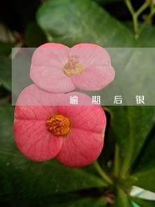 逾期后银行卡有钱会自动扣