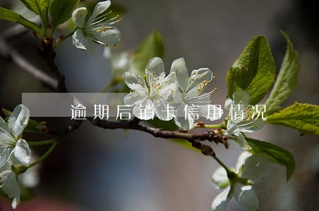 逾期后销卡信用情况 逾期后销卡信用情况