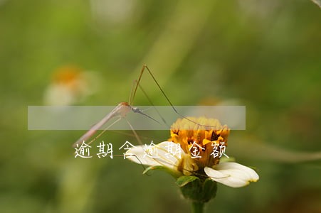 逾期含逾期金额
