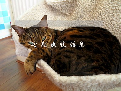 逾期吹收信息 逾期吹收信息