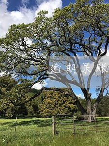 逾期呆账可以分期还吗 逾期呆账可以分期还吗