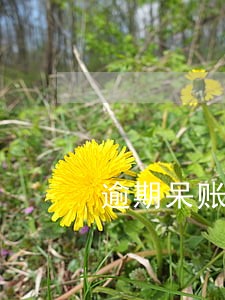 逾期呆账怎么查询 逾期呆账怎么查询