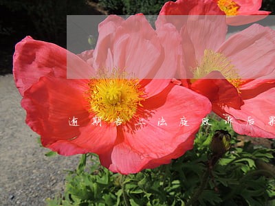逾期告上法庭败诉后果