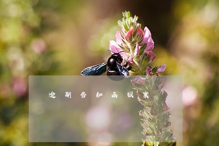 逾期告知函报案