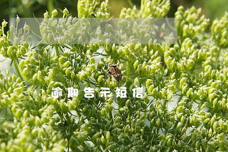 逾期告示短信 逾期告示短信