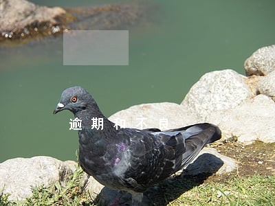 逾期和不良 逾期和不良