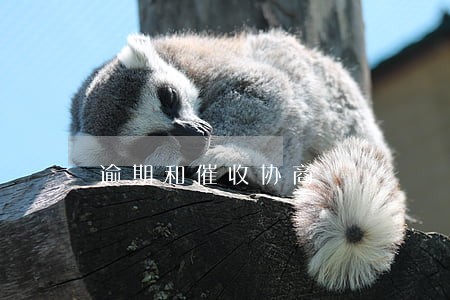 逾期和催收协商 逾期和催收协商