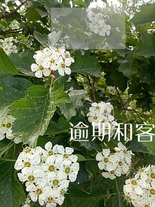 逾期和客服说不上征信 逾期和客服说不上征信