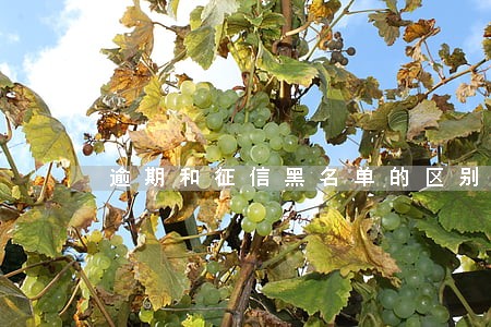 逾期和征信黑名单的区别 逾期和征信黑名单的区别