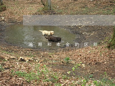 逾期和本金的区别 逾期和本金的区别