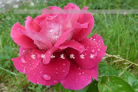 逾期和连续逾期 逾期和连续逾期