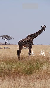 逾期哪个平台可以速度下款 逾期哪个平台可以速度下款