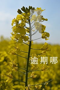 逾期哪个平台好借钱 逾期哪个平台好借钱