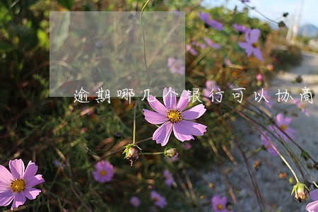 逾期哪几个银行可以协商的 逾期哪几个银行可以协商的