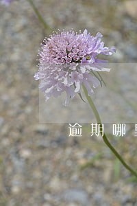 逾期哪里可以借款 逾期哪里可以借款