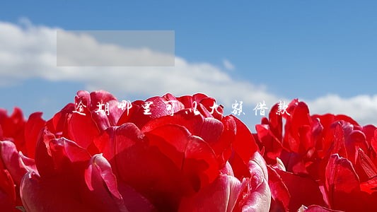 逾期哪里可以大额借款 逾期哪里可以大额借款
