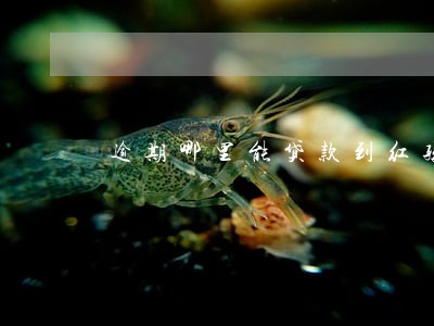 逾期哪里能贷款到红孩儿金融 逾期哪里能贷款到红孩儿金融