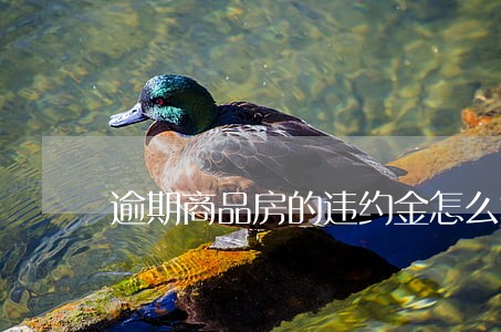 逾期商品房的违约金怎么算 逾期商品房的违约金怎么算