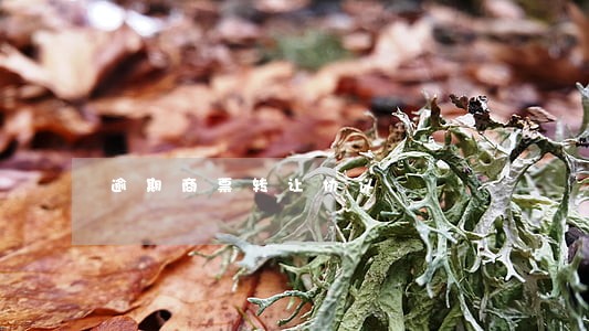 逾期商票转让协议 逾期商票转让协议