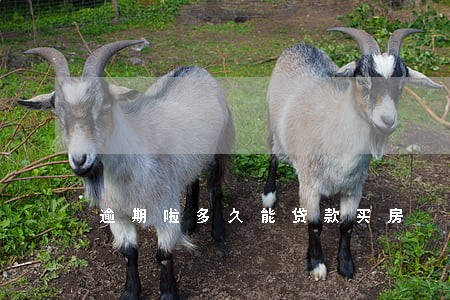 逾期啦多久能贷款买房 逾期啦多久能贷款买房