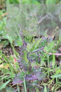 逾期啦还可以用花呗付款吗 逾期啦还可以用花呗付款吗