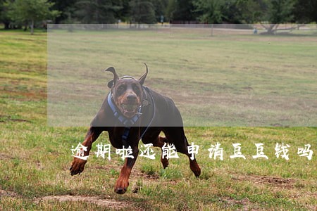逾期啦还能申请豆豆钱吗 逾期啦还能申请豆豆钱吗