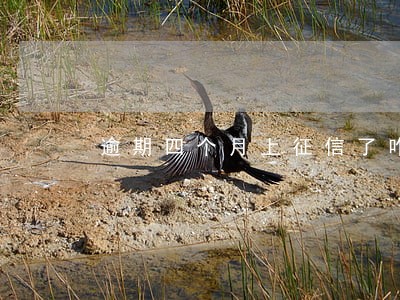 逾期四个月上征信了咋办 逾期四个月上征信了咋办
