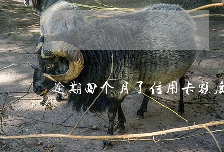 逾期四个月了信用卡额度八千 逾期四个月了信用卡额度八千