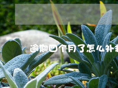逾期四个月了怎么补救 逾期四个月了怎么补救