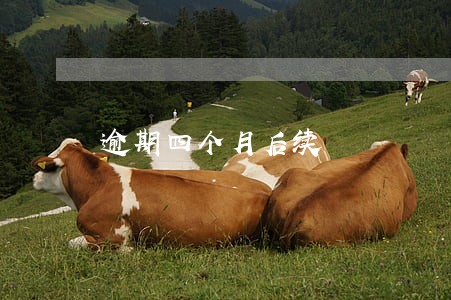 逾期四个月后续 逾期四个月后续