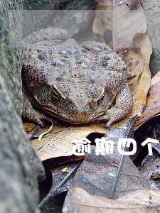 逾期四个月多长时间能恢复 逾期四个月多长时间能恢复