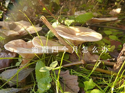 逾期四个月怎么办 逾期四个月怎么办