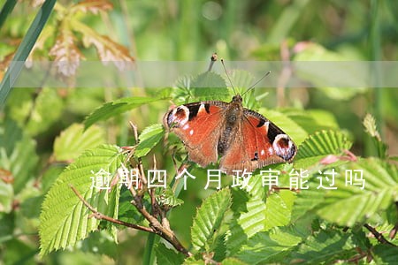 逾期四个月政审能过吗 逾期四个月政审能过吗
