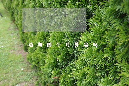 逾期四个月算黑吗