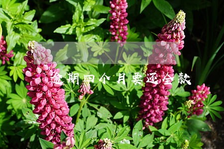 逾期四个月要还全款