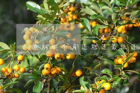 逾期四个月还能还最低还款吗 逾期四个月还能还最低还款吗