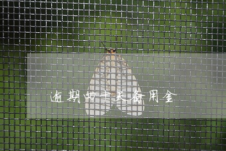 逾期四十天备用金