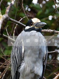 逾期四千多会不会上征信