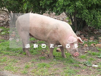 逾期四天一百多 逾期四天一百多