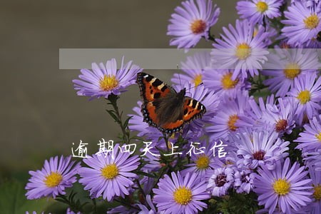 逾期四天上征信 逾期四天上征信