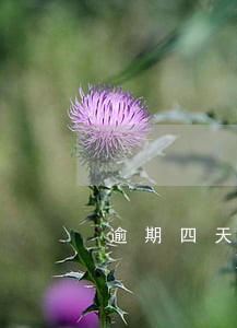 逾期四天会影响信用吗