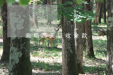 逾期四天征收全款 逾期四天征收全款