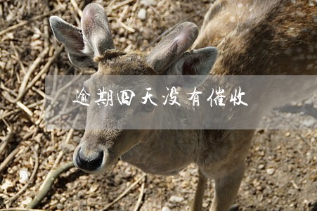 逾期四天没有催收